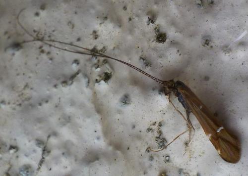 Réf. 310 786 : Athripsodes sp.